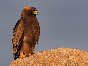 Àguila claçada