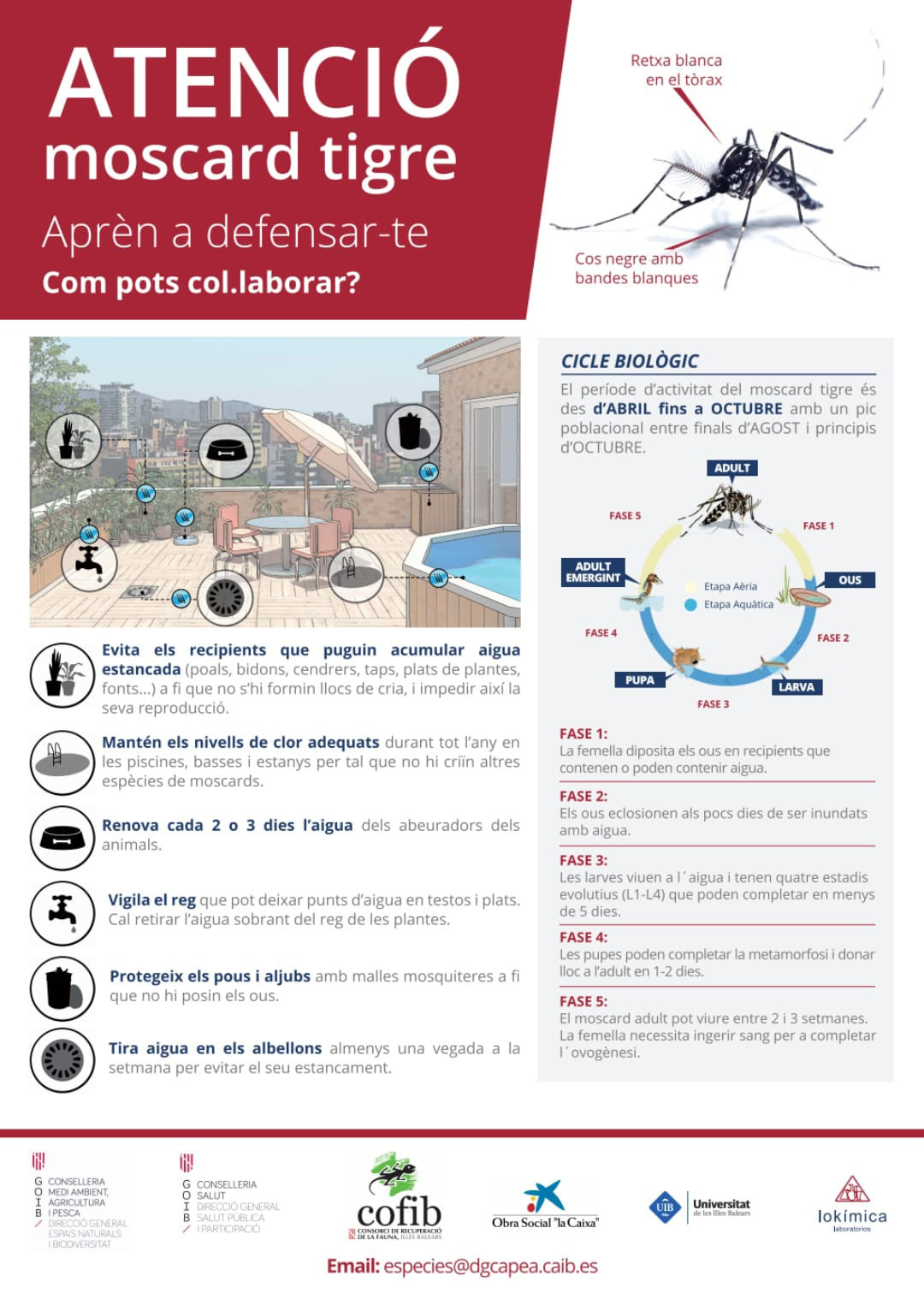 CARTELL MOSCARD TIGRE