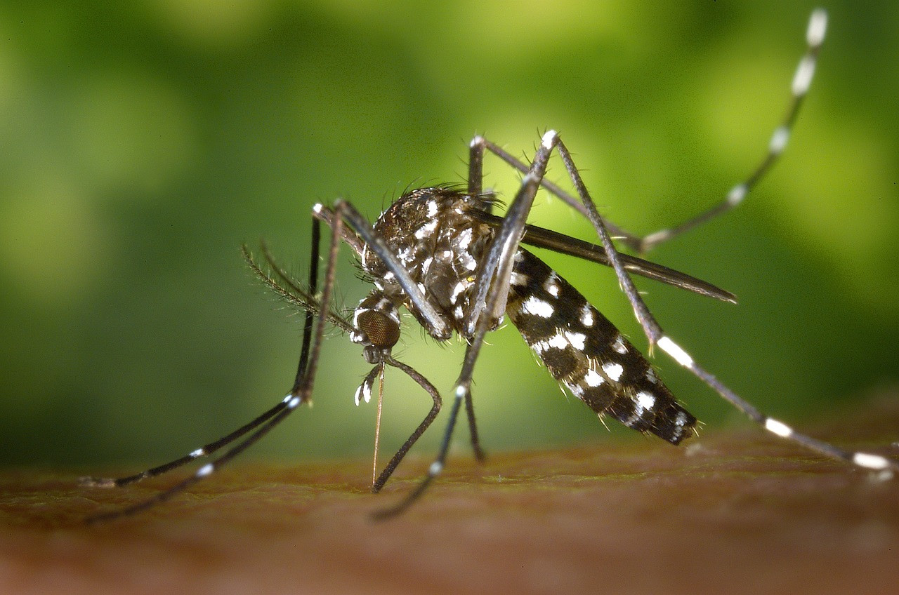MOSQUIT TIGRE