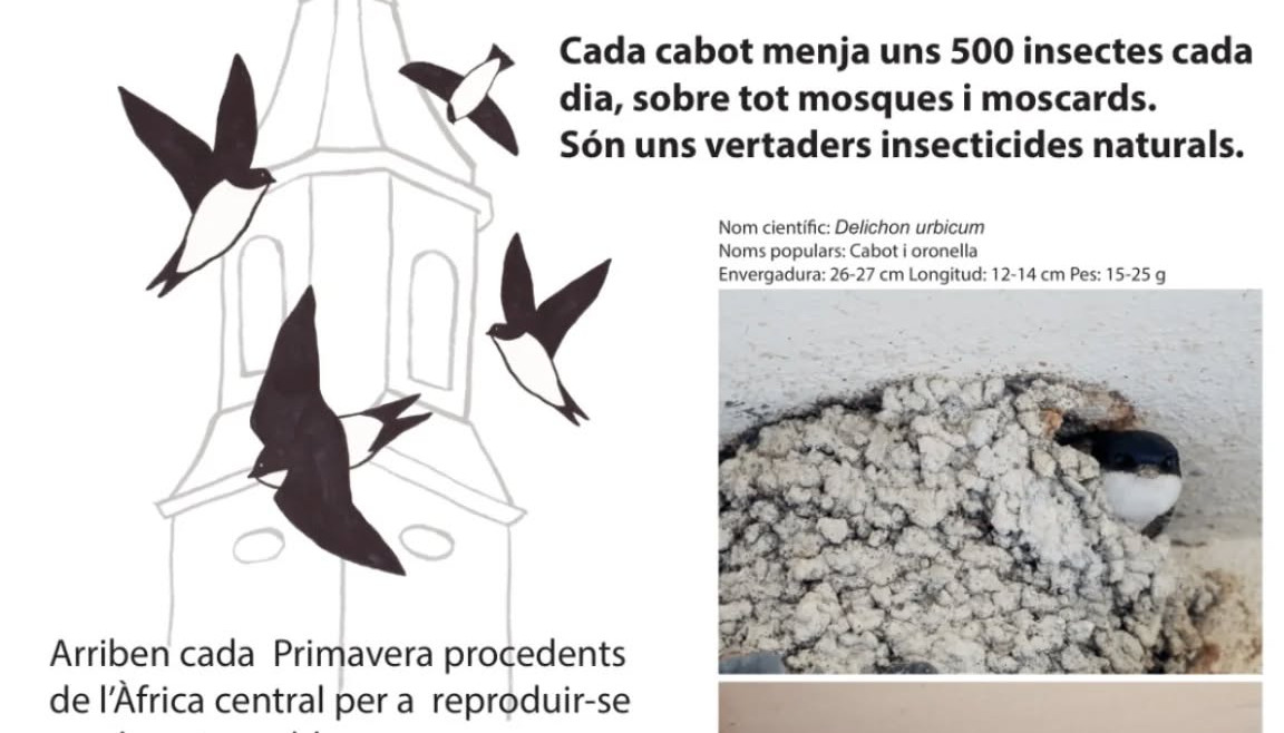 cabots